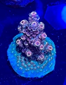 WYSIWYG Fruity Pebbles Acropora