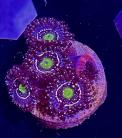 WYSIWYG Blue Lagoon Zoas