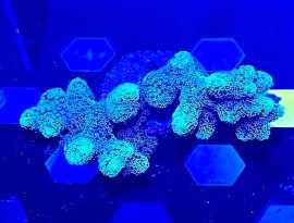 WYSIWYG Green Poccillopora