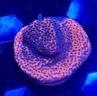 WYSIWYG Mystic Sunset Montipora