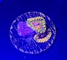 WYSIWYG GMK Zoas
