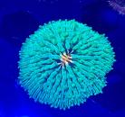 WYSIWYG Plate Coral