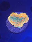 WYSIWYG Sweet Tooth Montipora