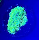WYSIWYG City lights Montipora