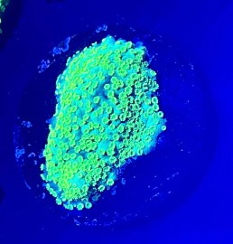 WYSIWYG City lights Montipora