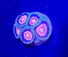 WYSIWYG Wide eye zoas
