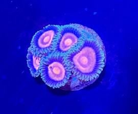 WYSIWYG Wide eye zoas