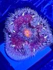 WYSIWYG Ultra Rock Flower