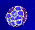 WYSIWYG Crown Royal Zoa