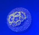 WYSIWYG Blue Hornet Zoas