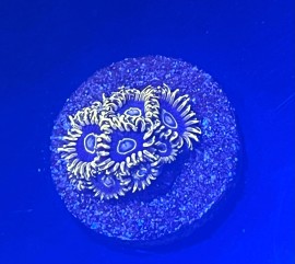 WYSIWYG Blue Hornet Zoas