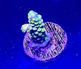 WYSIWYG RR Rubic Acro