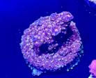 WYSIWYG BC Bubblebath Unicorn Acro