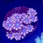 WYSIWYG Orange Clove Polyps