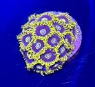 WYSIWYG Blue Hornet Zoas