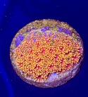 WYSIWTG Short Polyp Goni