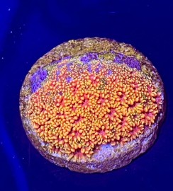 WYSIWTG Short Polyp Goni