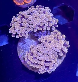 WYSIWYG Rose Hammer