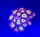 WYSIWYG Bob Marley Zoas
