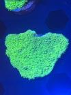 WYSIWYG Limeaid Plating Montipora