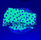 WYSIWYG PPE Cyphastrea