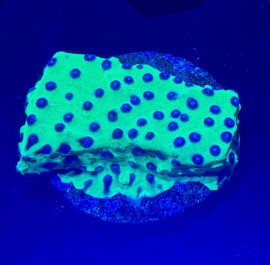 WYSIWYG PPE Cyphastrea