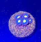 WYSIWTG Aoi Zoas