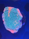 WYSIWYG Grafted Montipora Cap