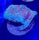 WYSIWYG Jedi Mind Trick Montipora
