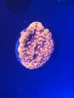 WYSIWYG Tangerine Dream Montipora 