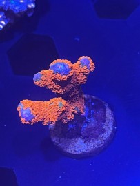 WYSIWYG Forest fire Digi