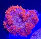 WYSIWYG Rock Flower