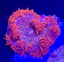 WYSIWYG Rock Flower