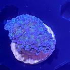 WYSIWYG Octo Spawn