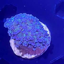 WYSIWYG Octo Spawn