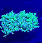 WYSIWTF Frog Spawn
