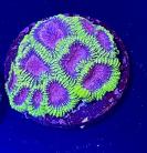 WYSIWYG Favia Coral