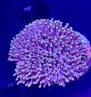 WYSIWYG Purple Toadstool