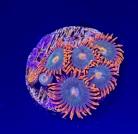 WYSIWYG Gatorade Zoas 