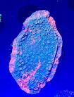 WYSIWYG Grafted Montipora Cap