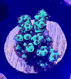 WYSIWYG Rainforest Acro