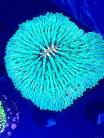 WYSIWYG Plate Coral