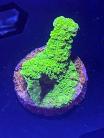 WYSIWYG Green Slimmer Acro