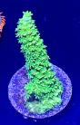 WYSIWYG Green Slimmer Acro